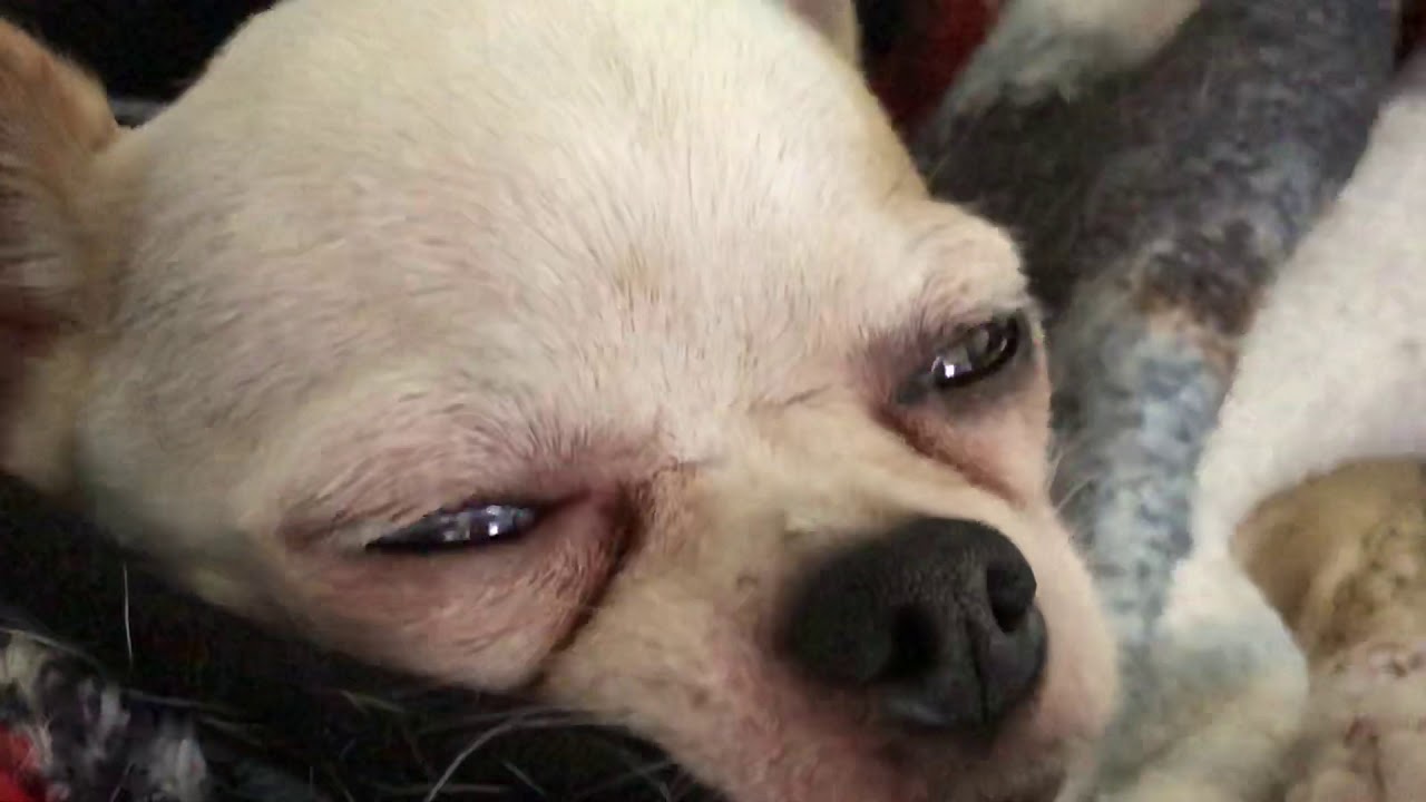 Sleep dreaming chihuahua YouTube