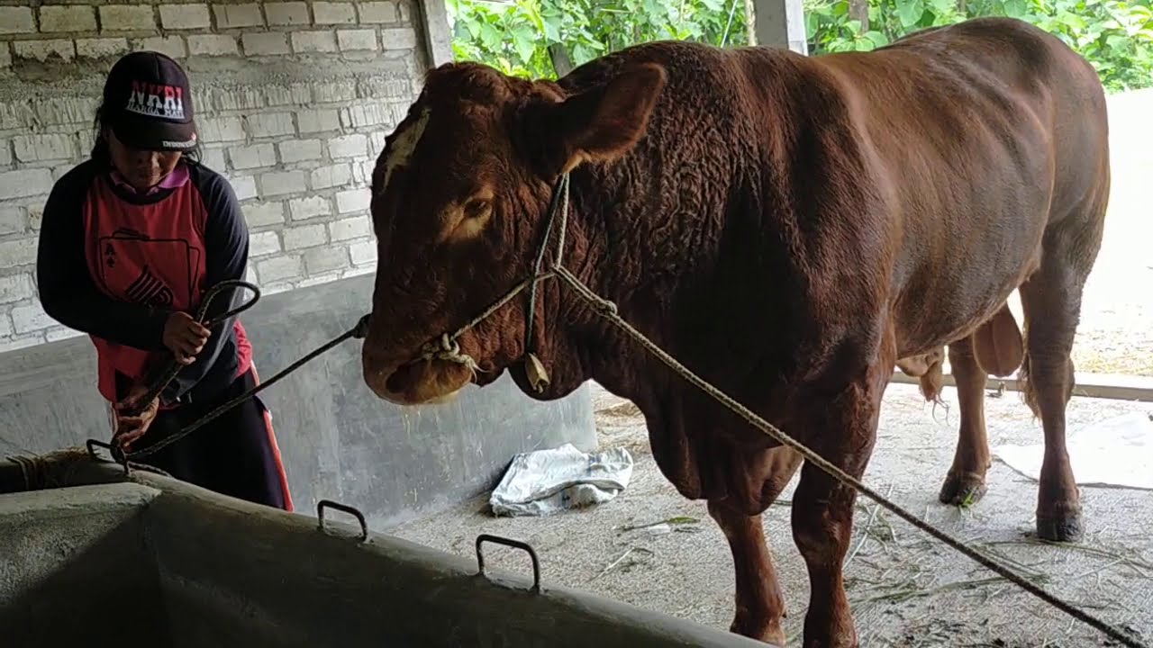 KAWIN ALAMI SAPI JUMBO - YouTube