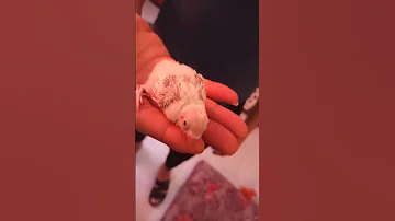 عصفورة يا جمالو عليكي سنيورة 