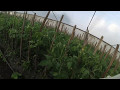 Пасынкование томатов в теплице. Caring for tomatoes in the greenhouse