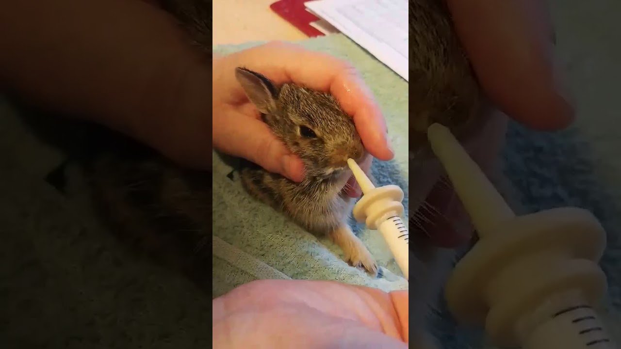 baby rabbit meal time