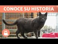 Este GATO necesita una FAMILIA que lo ENTIENDA 🐱 (Onix)