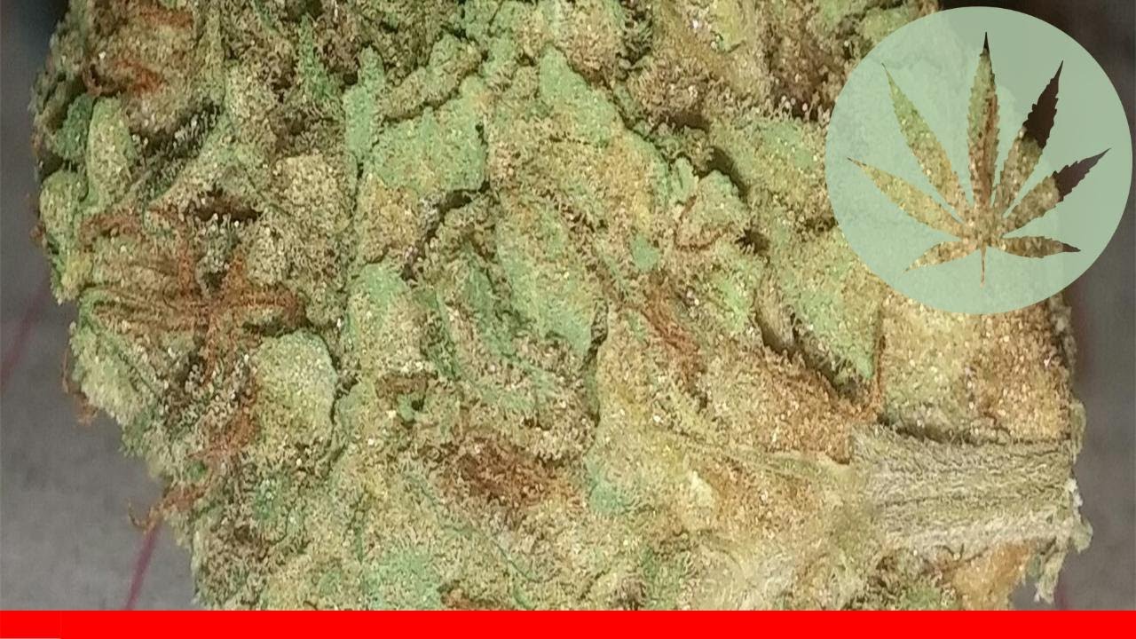 Silvertip - All About This Strain