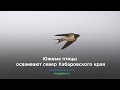 Южные птицы осваивают север Хабаровского края