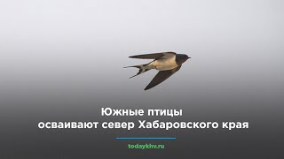 Южные птицы осваивают север Хабаровского края