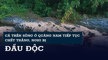 Cá trên sông ở Quảng Nam tiếp tục chết trắng, nghi bị đầu độc