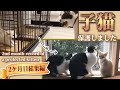 【総集編】ミルクティーのような子猫♀を保護しました【二ヶ月目の歩み】 - [omnibus] I taking in stray kittens like milk tea. [2nd month]