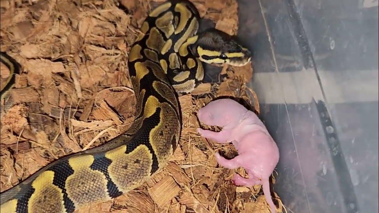 Baby Ball Pythons 1st Feedings / Warning Live Feedings YouTube