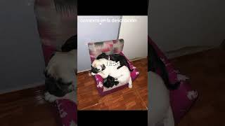 S Enfermaron De Palmovirus Y No Sobrevivieron