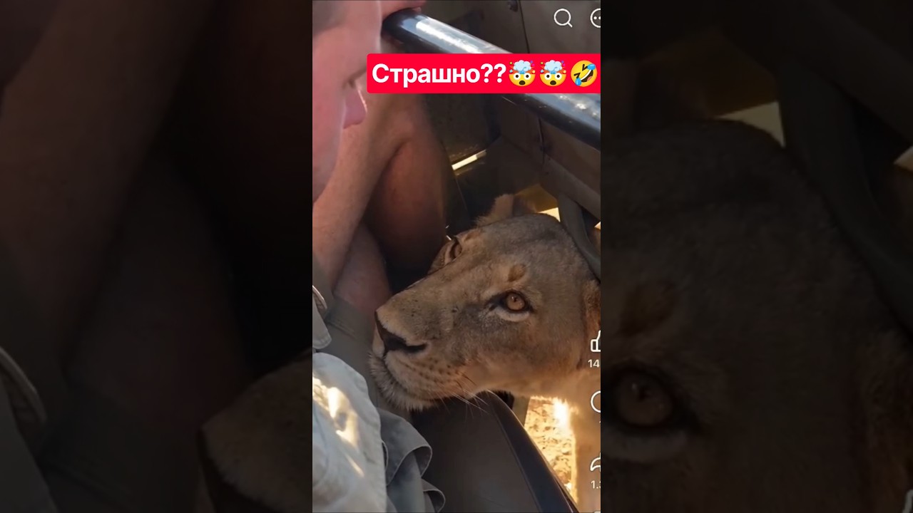 Львица задумалась 🤣🤣🤯🤯 #юмор #засмеялсяпроиграл #кот #кошки #лев #котики