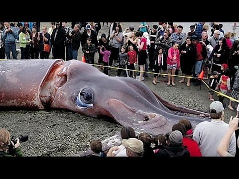 Video: I Pescatori Hanno Catturato Un Calamaro Gigante - Visualizzazione Alternativa