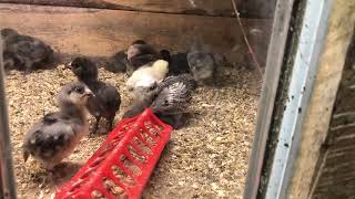 Hot Weather but lots of Chicks - Update June 12, 2023