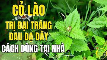 Cỏ Lào Trị Đau Dạ Dày Đại Tràng – Cách Dùng Tại Nhà Hiệu Quả Bất Ngờ!