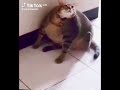 🗿🗿🗿 #cat #meme #memes #fyp #fypシ #fypシ゚viral #trending #viral #funny