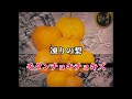 【Lyric Video】モダンチョキチョキズ「凍りの梨」