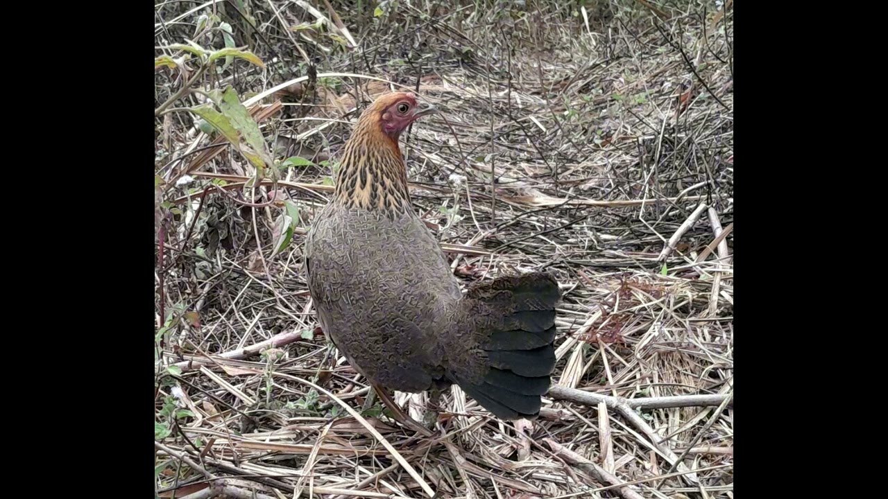 Suab poj qaib seev zoo 2026 - tiếng gà mái gọi trống 