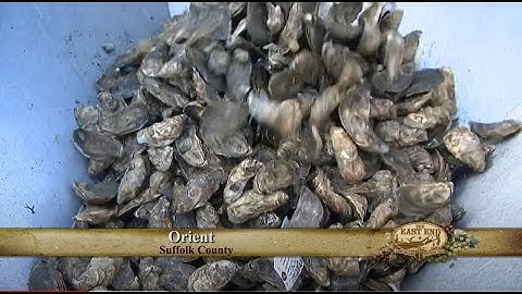 East End: Oysterponds Shellfish Company