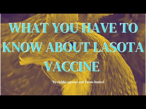 Lasotha WHAT YOU HAVE TO KNOW ABOUT LASOTA VACCINE AND HOW TO ADMINISTER IT ...