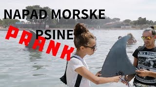 Napad Morskog Psa Prankfail Bergavideo
