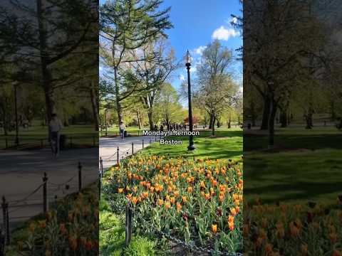 Wideo: Boston Public Garden: Kompletny przewodnik