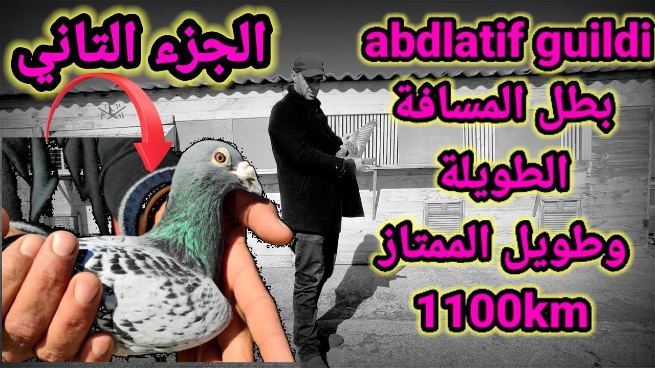 الجزء الثاني: اكثر هوات الحمام الزاجل تتويجا في سباقات الطويل الممتاز,سباقات الاثارة و النفس الطويل