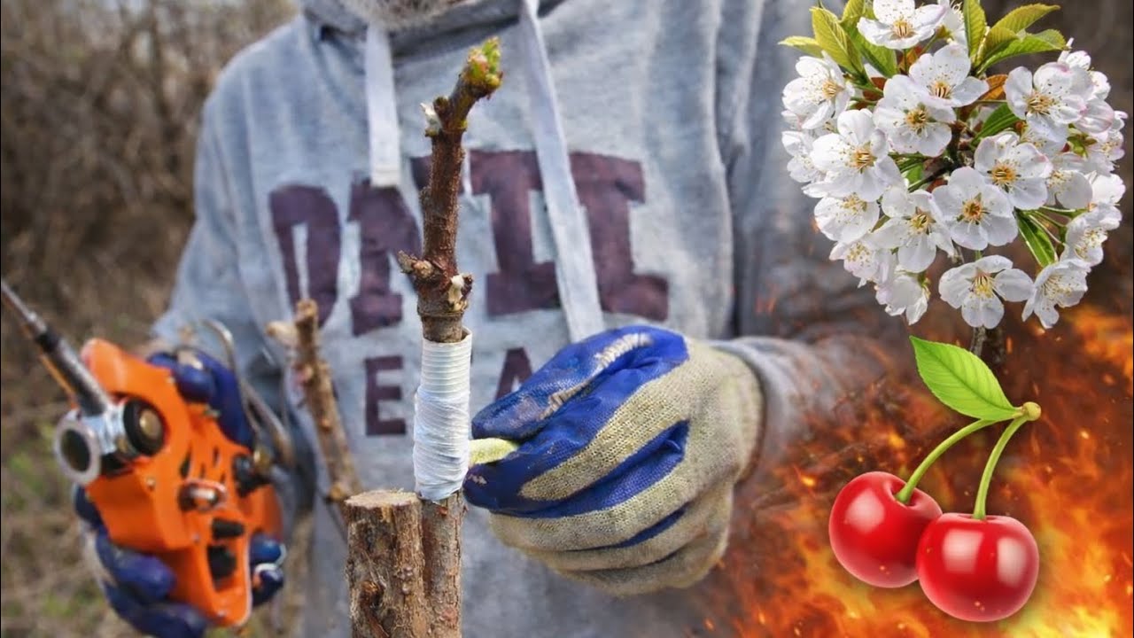 Shartimi i qershis  3 mares 2026 diber