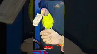 Paisa Paisa 🤭 #shorts #youtubeshorts #shortvideo #funny #comedy #youtube #blogger #blog