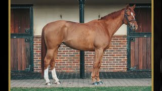 Falbala Du Coutil 2015 mare by Armitage’s Boy