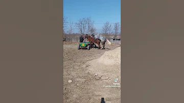 Miniature Marvels The World Of 20 Inch Penistone Horses 