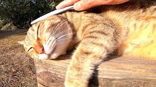 When I patted the stray cat with a cat groomer, it asked for more petting