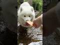 Trời ơi hai cục bông này nóng quá rồi #chomeodangyeu #pets #dethuong  #cuncon