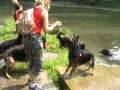 Výlety s chodskými psy  - Hostivař - 17.5. 2008