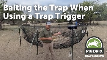 Baiting the Trap When Using a Trap Trigger | Pig Brig Trap Systems