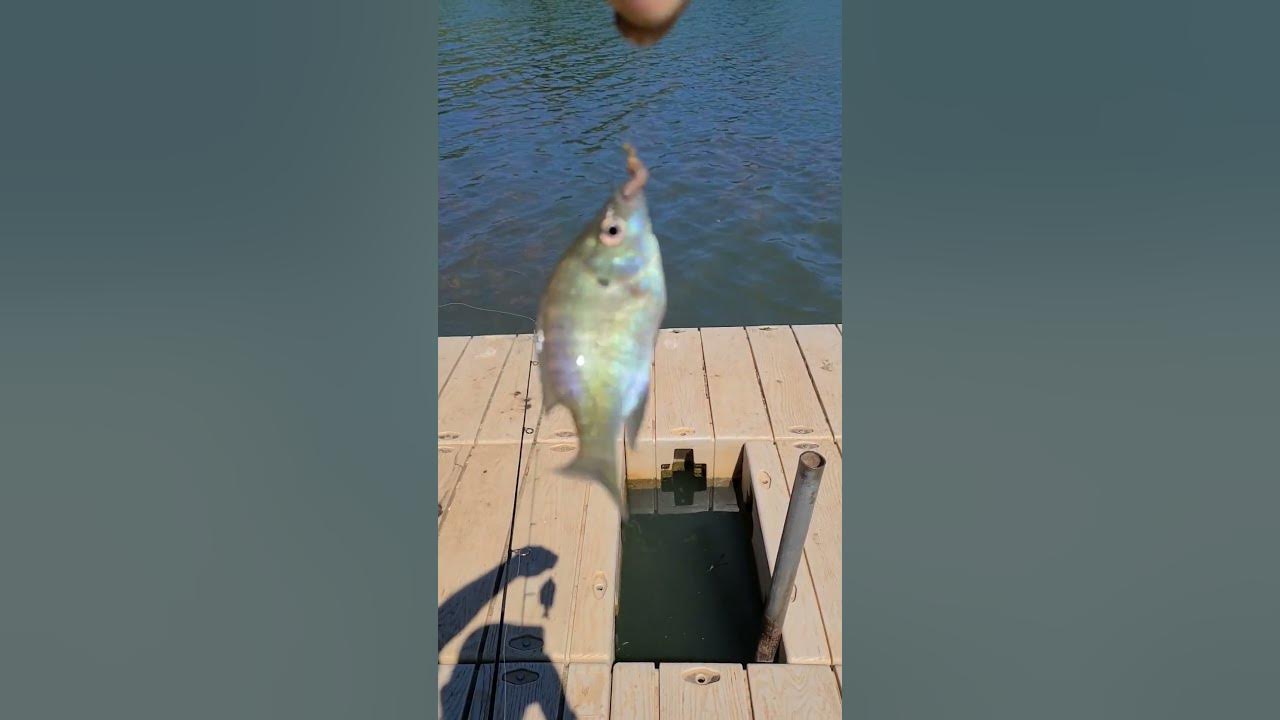 Fishing the docks live well? #panfish #bluegill 