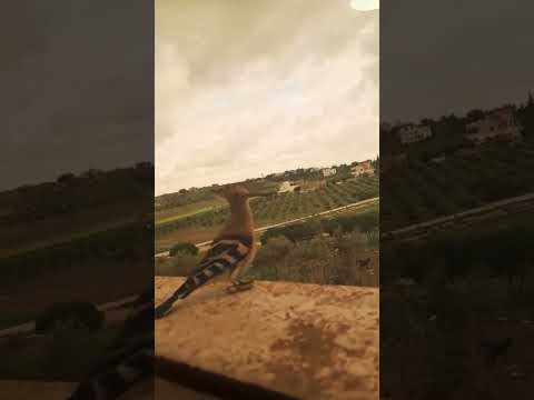 طائر الهدهد وقت الافطار