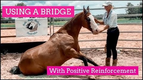 How To Use A Bridge In Horse Training: Key To Effective Positive Reinforcement | LaraCoventryCox.com