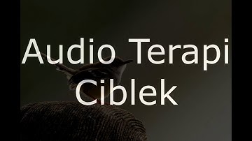 Suara Terapi Ciblek Macet Bunyi Agar Gacor dan Ngebren