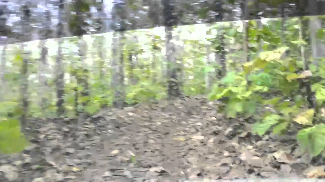 Trinidad, Santa Flora, 20th/03/2011 Part 12 YouTube