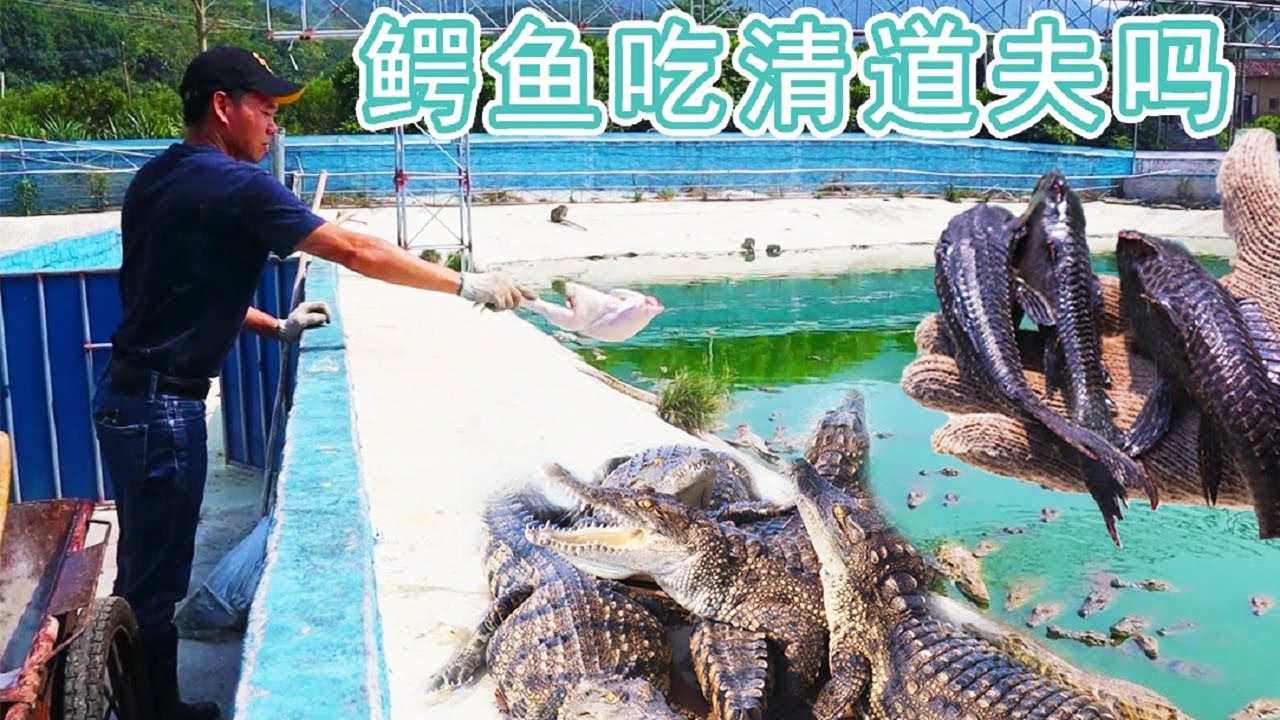 Crocodile farming — Defend The Wild