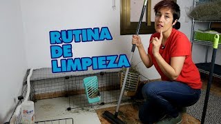 Rutina De Limpieza Habitacion Espacio Para Conejos ViviendoConUnConejo