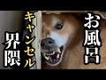 【過去一の激闘】お風呂キャンセル界隈の柴犬VSお風呂大魔王（パパ）との戦い