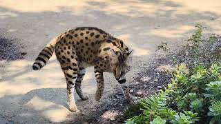 Serval Cat brings me his freshly caught prey