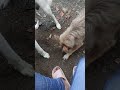 Pawsome Playtime: Me and My Dogs in the Garden