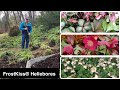 How to get the best from your frostkiss hellebores  davids early spring tips 