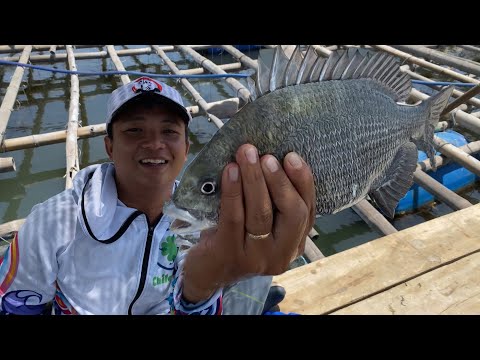 Video CÂU CÁ TRÁP ( IKADA ) - TRẢI NGHIỆM CUỘC SỐNG NGƯ DÂN... - youtube
