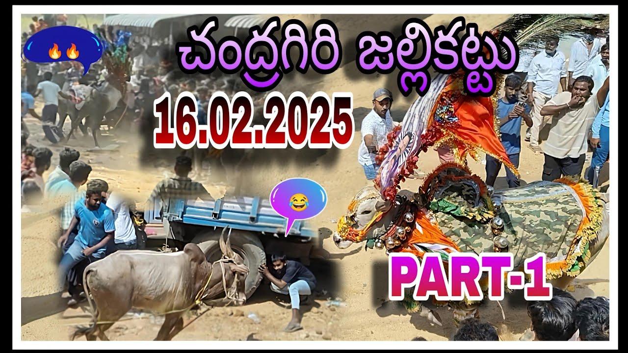 చంద్రగిరి జల్లికట్టు 🔥 (16.02.2025) PART - 1 😎💥|Chandragiri jallikattu | Mass Entry Bulls 🐂🐂|