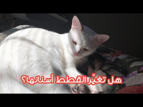 فيديو: كسر الأسنان في القطط