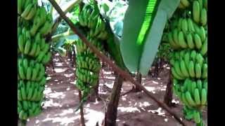 Grand naine banana farm