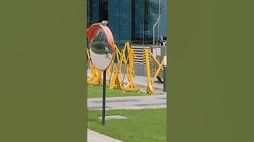 birds fighting with there image in the mirror #viral #shortsfeed #shortsvideo