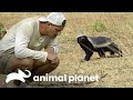 Frank se enfrenta al animal más valiente | Wild Frank vs Darran | Animal Planet